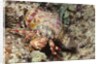 Anemone Hermit Crab by Anonymous