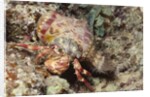 Anemone Hermit Crab by Anonymous