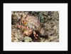 Anemone Hermit Crab by Anonymous