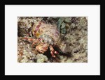 Anemone Hermit Crab by Anonymous