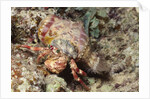 Anemone Hermit Crab by Anonymous