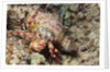 Anemone Hermit Crab by Anonymous