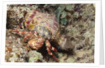 Anemone Hermit Crab by Anonymous