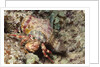 Anemone Hermit Crab by Anonymous