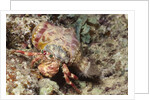 Anemone Hermit Crab by Anonymous