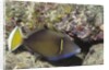 Flagtail Triggerfish by Anonymous