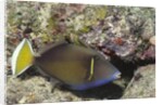 Flagtail Triggerfish by Anonymous