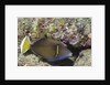 Flagtail Triggerfish by Anonymous