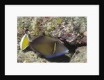 Flagtail Triggerfish by Anonymous