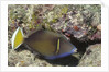 Flagtail Triggerfish by Anonymous