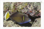 Flagtail Triggerfish by Anonymous