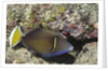 Flagtail Triggerfish by Anonymous