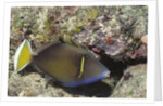 Flagtail Triggerfish by Anonymous