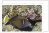 Flagtail Triggerfish by Anonymous