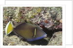 Flagtail Triggerfish by Anonymous