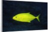 Orange-Spotted Trevally by Anonymous