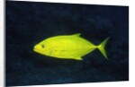 Orange-Spotted Trevally by Anonymous