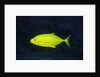 Orange-Spotted Trevally by Anonymous