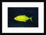 Orange-Spotted Trevally by Anonymous