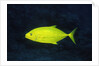 Orange-Spotted Trevally by Anonymous