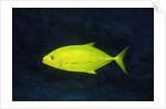 Orange-Spotted Trevally by Anonymous