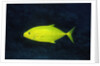 Orange-Spotted Trevally by Anonymous