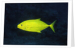Orange-Spotted Trevally by Anonymous