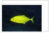 Orange-Spotted Trevally by Anonymous