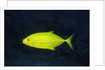 Orange-Spotted Trevally by Anonymous