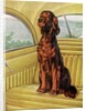 Pampered Irish Setter Sitting in a Car by Anonymous
