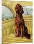 Pampered Irish Setter Sitting in a Car by Anonymous
