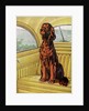 Pampered Irish Setter Sitting in a Car by Anonymous