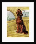 Pampered Irish Setter Sitting in a Car by Anonymous