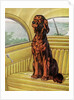 Pampered Irish Setter Sitting in a Car by Anonymous
