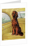 Pampered Irish Setter Sitting in a Car by Anonymous