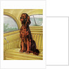 Pampered Irish Setter Sitting in a Car by Anonymous