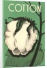 Cotton Boll by Anonymous