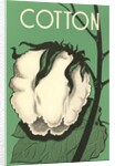 Cotton Boll by Anonymous