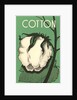 Cotton Boll by Anonymous