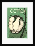 Cotton Boll by Anonymous