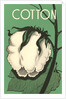 Cotton Boll by Anonymous