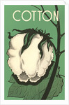 Cotton Boll by Anonymous