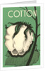 Cotton Boll by Anonymous