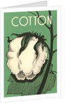 Cotton Boll by Anonymous