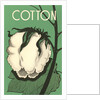 Cotton Boll by Anonymous