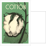 Cotton Boll by Anonymous