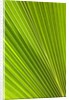 Fresh Green Fan Palm by Anonymous