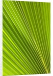 Fresh Green Fan Palm by Anonymous