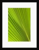 Fresh Green Fan Palm by Anonymous