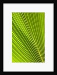 Fresh Green Fan Palm by Anonymous